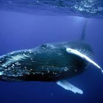 Всемирный день китов 