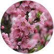 Квітки персика