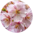 Цветы вишни