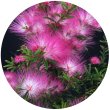 Цветы сатинового дерева