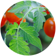 Листя томату