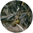 Оливкове дерево