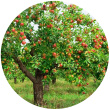 Дерево яблуні