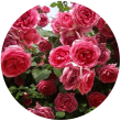 Болгарская роза