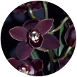 Чорна орхідея