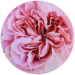 Дамаська троянда
