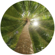 Пальмовое дерево