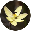 Ванільна орхідея
