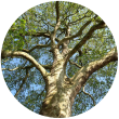 Ебенове дерево
