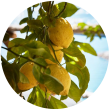 Сицилійський лимон